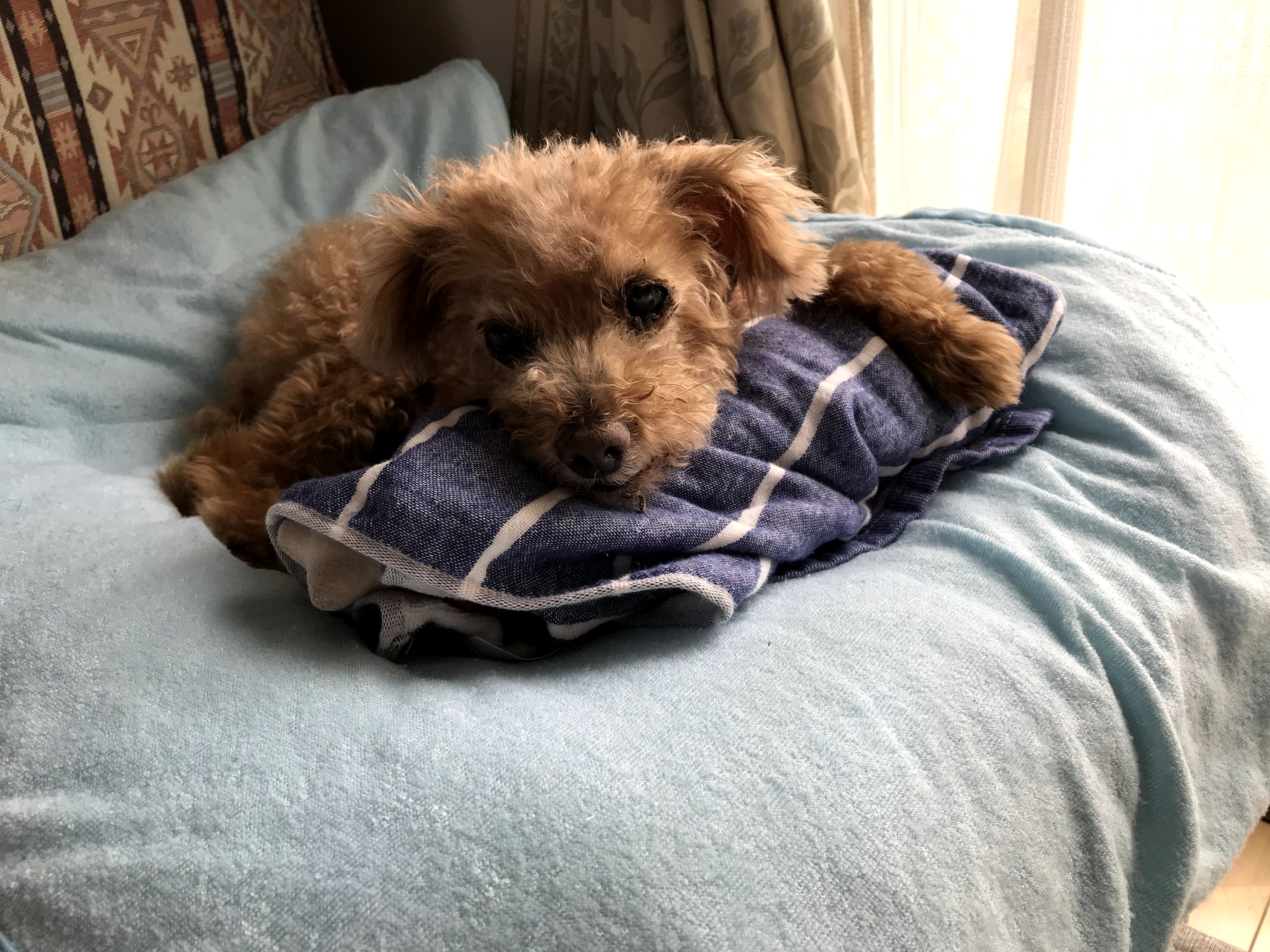 もこたんオフィスの看板犬・もこたん